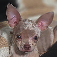 Squirt joined the competition — help win amazing prizes! adorable, animal, chihuahua, close_up, cozy, cute, dog, ears, fur, indoor, knitted_blanket, mammal, pet, portrait, puppy, resting, small, soft_lighting, speckled_coat, young