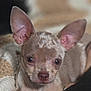 adorable, animal, chihuahua, close_up, cozy, cute, dog, ears, fur, indoor, knitted_blanket, mammal, pet, portrait, puppy, resting, small, soft_lighting, speckled_coat, young