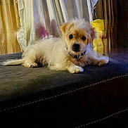 Bean joined the competition — help win amazing prizes! animal, collar, cozy, curtains, cute, dog, domestic_animal, fabric, fluffy, fur, furniture, home, indoor, looking_at_camera, lying_down, pet, puppy, resting, small_dog, soft_light