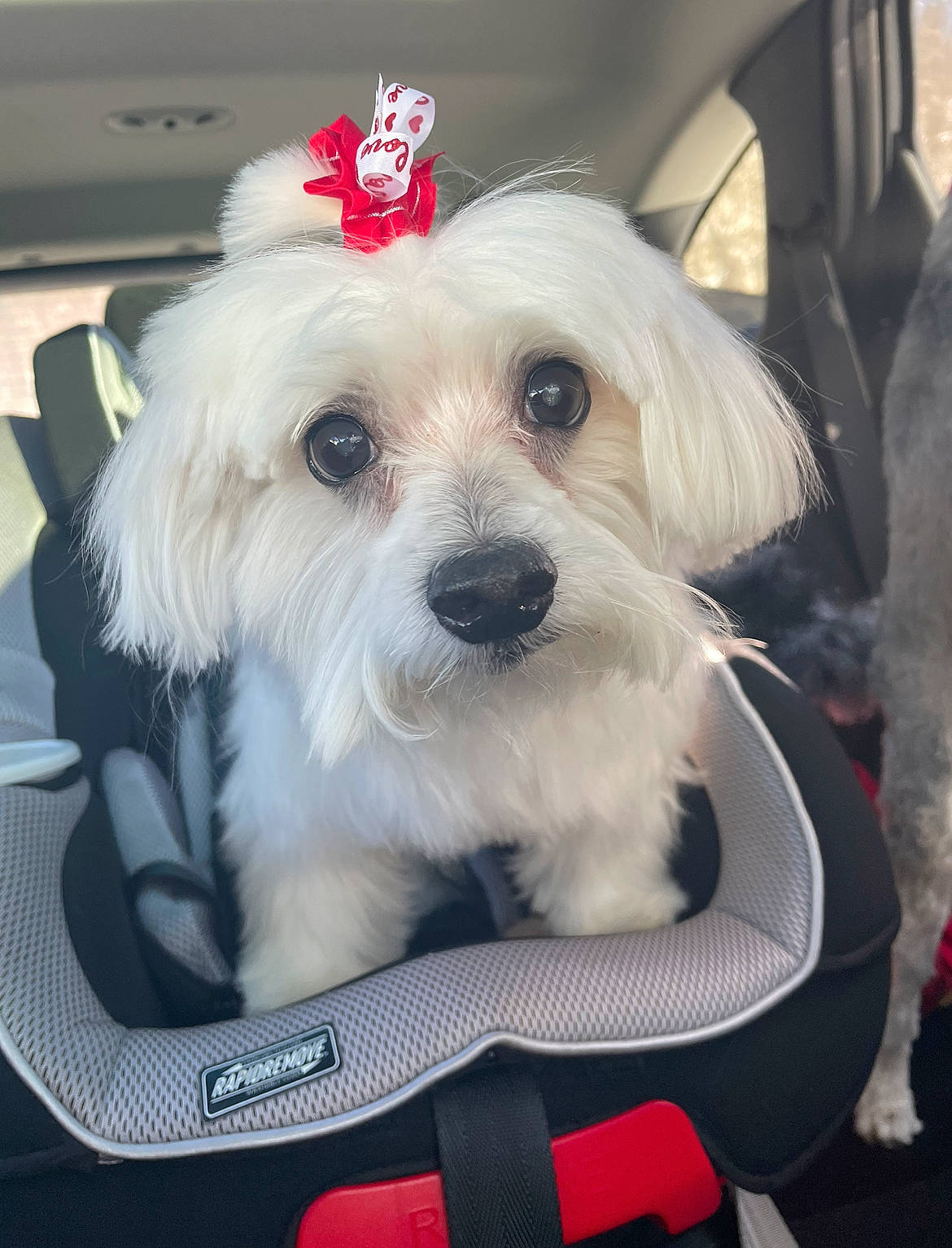 Mont joined the competition — help win amazing prizes! canidae, carnivore, collar, companion_dog, dog, dog_breed, dog_clothes, dog_collar, dog_supply, eyewear, fashion_accessory, fur, maltepoo, small_terrier, snout, sporting_group, terrier, toy_dog, white, working_animal