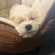 Daisy is registered to the contest to win money with this photo: puppy, dog, pet_bed, sleeping, cozy, fluffy, white_dog, nose, soft_texture, indoor, cute, resting, animal, closeup, furry, comfortable, home, relaxing, small_dog, adorable