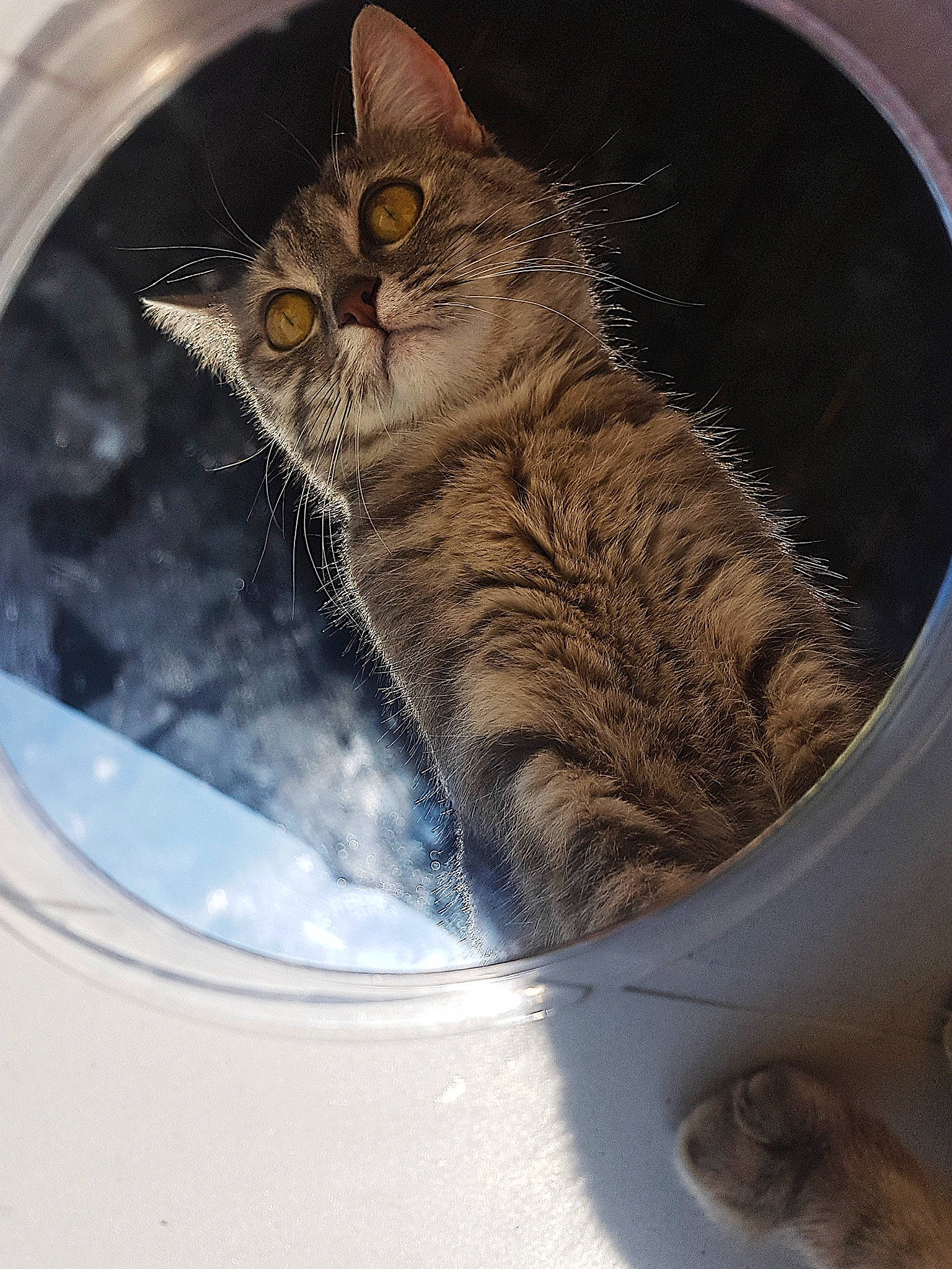 Myla a rejoint le concours — aidez-le/la à gagner de superbes lots ! animal_shelter, art, carnivore, cat, cat_supply, circle, claw, domestic_short_haired_cat, fawn, felidae, fur, iris, liquid, mammal, paw, small_to_medium_sized_cats, tail, vertebrate, whiskers, window