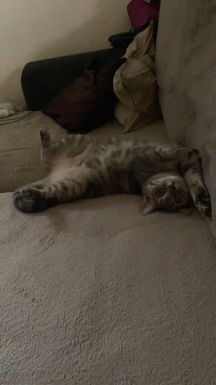 Myla participe au concours pour gagner de l'argent avec cette photo : automotive_tire, bed, carnivore, cat, comfort, companion_dog, dog_breed, felidae, flooring, grey, hardwood, human_leg, leg, linens, paw, small_to_medium_sized_cats, snout, tail, whiskers, wood