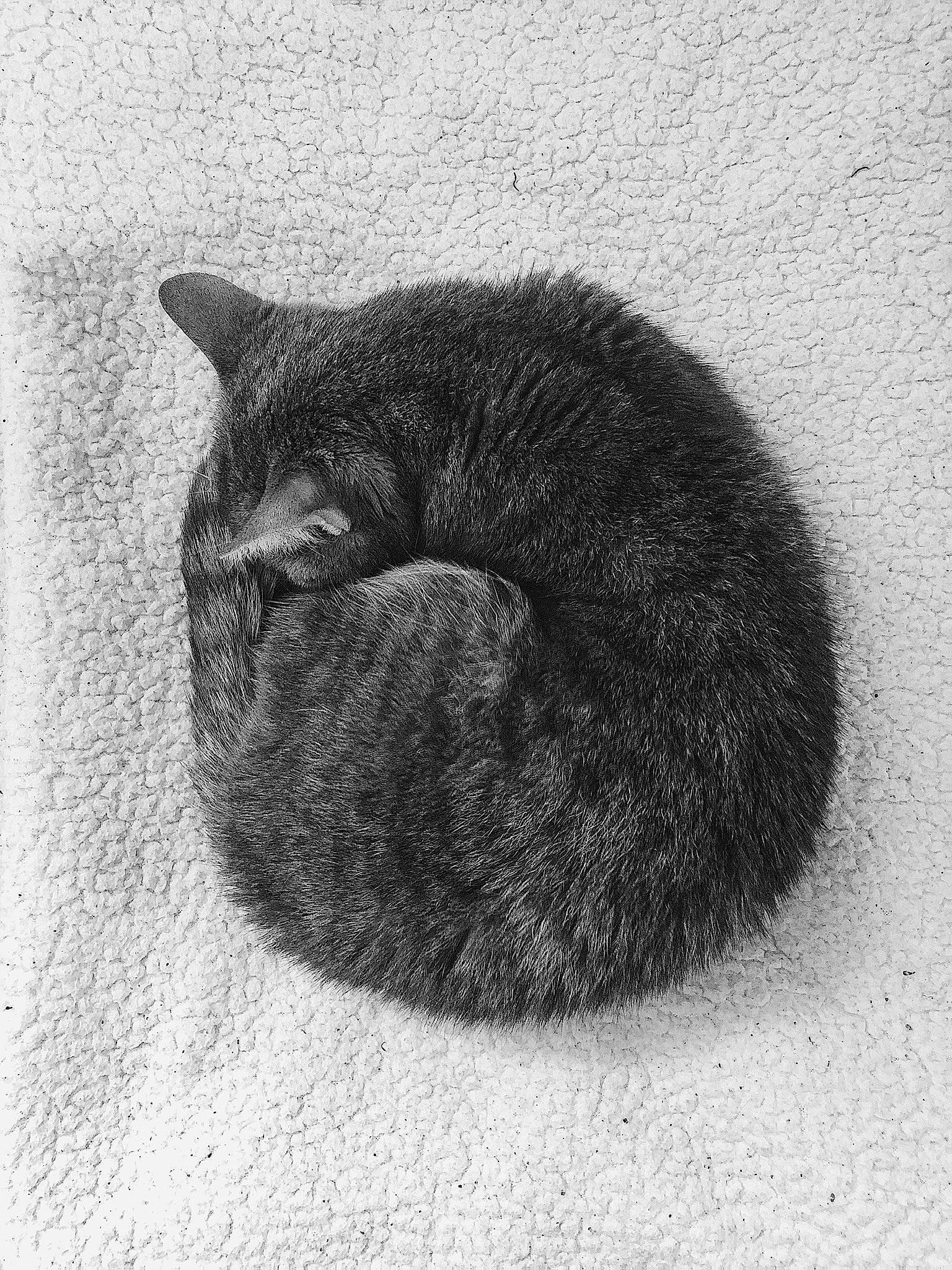 Myla participe au concours pour gagner de l'argent avec cette photo : art, black_cat, carnivore, cat, claw, comfort, domestic_short_haired_cat, drawing, felidae, fur, grey, illustration, monochrome, monochrome_photography, paw, small_to_medium_sized_cats, snout, tail, terrestrial_animal, whiskers