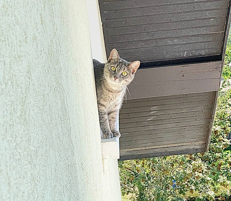 Myla a rejoint le concours — aidez-le/la à gagner de superbes lots ! carnivore, cat, concrete, domestic_short_haired_cat, door, fawn, felidae, fur, grass, grey, plant, rectangle, small_to_medium_sized_cats, snout, tail, tree, whiskers, wildlife, wood