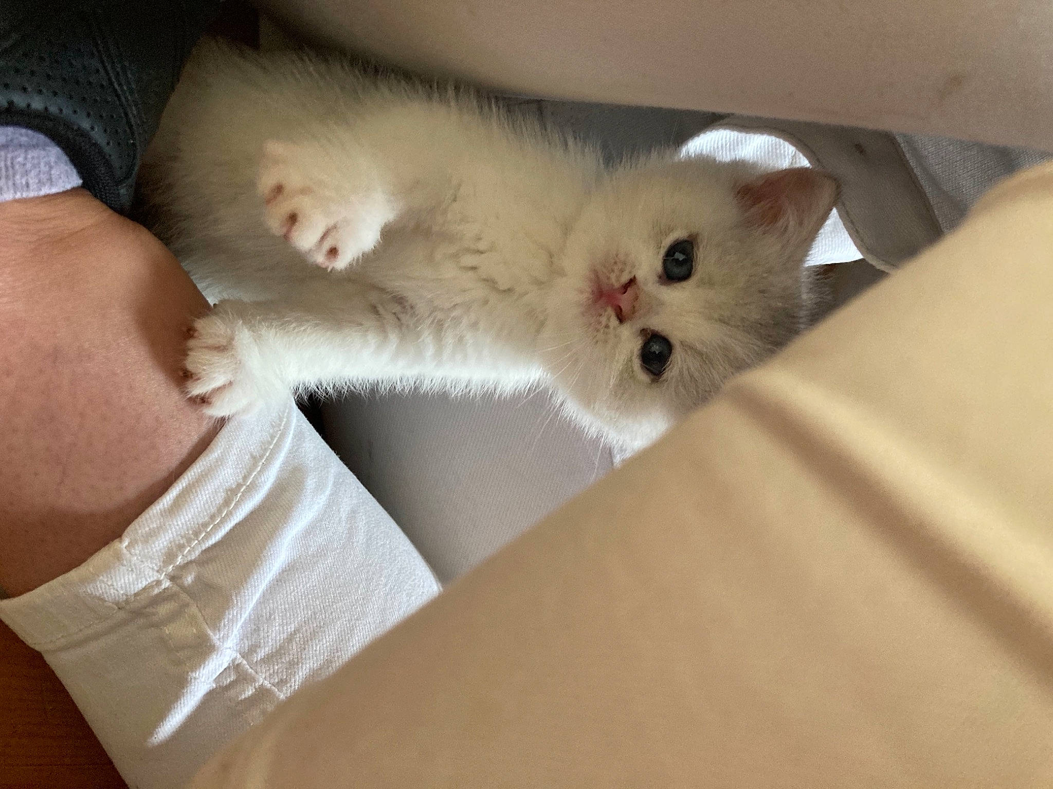 Gaïa participe au concours pour gagner de l'argent avec cette photo : box, cardboard, carnivore, cat, claw, comfort, domestic_short_haired_cat, fawn, felidae, fur, packaging_and_labeling, paw, small_to_medium_sized_cats, snout, tail, whiskers