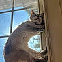 cat, window, sunlight, indoor, feline, climbing, fur, pet, curious, blue_eyes, collar, vertical, glass, daylight, home, animal, paw, whiskers, domestic_cat, shadow