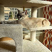 Trixie is registered to the contest to win money with this photo: cat, cat_tree, indoor, window, sunlight, furniture, curtains, relaxed, pet, animal, cream_color, stretching, cozy, soft_texture, home, daylight, resting, mammal, domestic_animal, calm