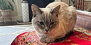 Trixie joined the competition — help win amazing prizes! cat, tablecloth, indoor, living_room, fireplace, plant, decor, furniture, window, curtain, vase, carpet, pet, animal, resting, pattern, colorful, cozy, home, relaxed
