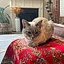 cat, tablecloth, indoor, living_room, fireplace, plant, decor, furniture, window, curtain, vase, carpet, pet, animal, resting, pattern, colorful, cozy, home, relaxed