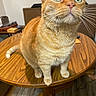 Ozzie is registered to the contest to win money with this photo: cat, orange_tabby, green_eyes, table, wooden_table, indoor, furniture, floor, curious, pet, animal, whiskers, ears, tail, domestic_cat, close_up, looking_up, orange_fur, household, mammal
