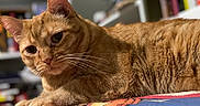 Ozzie joined the competition — help win amazing prizes! cat, ginger_cat, feline, pet, animal, whiskers, fur, close_up, indoor, resting, blanket, orange, cute, domestic_cat, portrait, cozy, relaxed, laying_down, soft_focus, curious