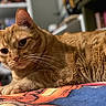 cat, ginger_cat, feline, pet, animal, whiskers, fur, close_up, indoor, resting, blanket, orange, cute, domestic_cat, portrait, cozy, relaxed, laying_down, soft_focus, curious