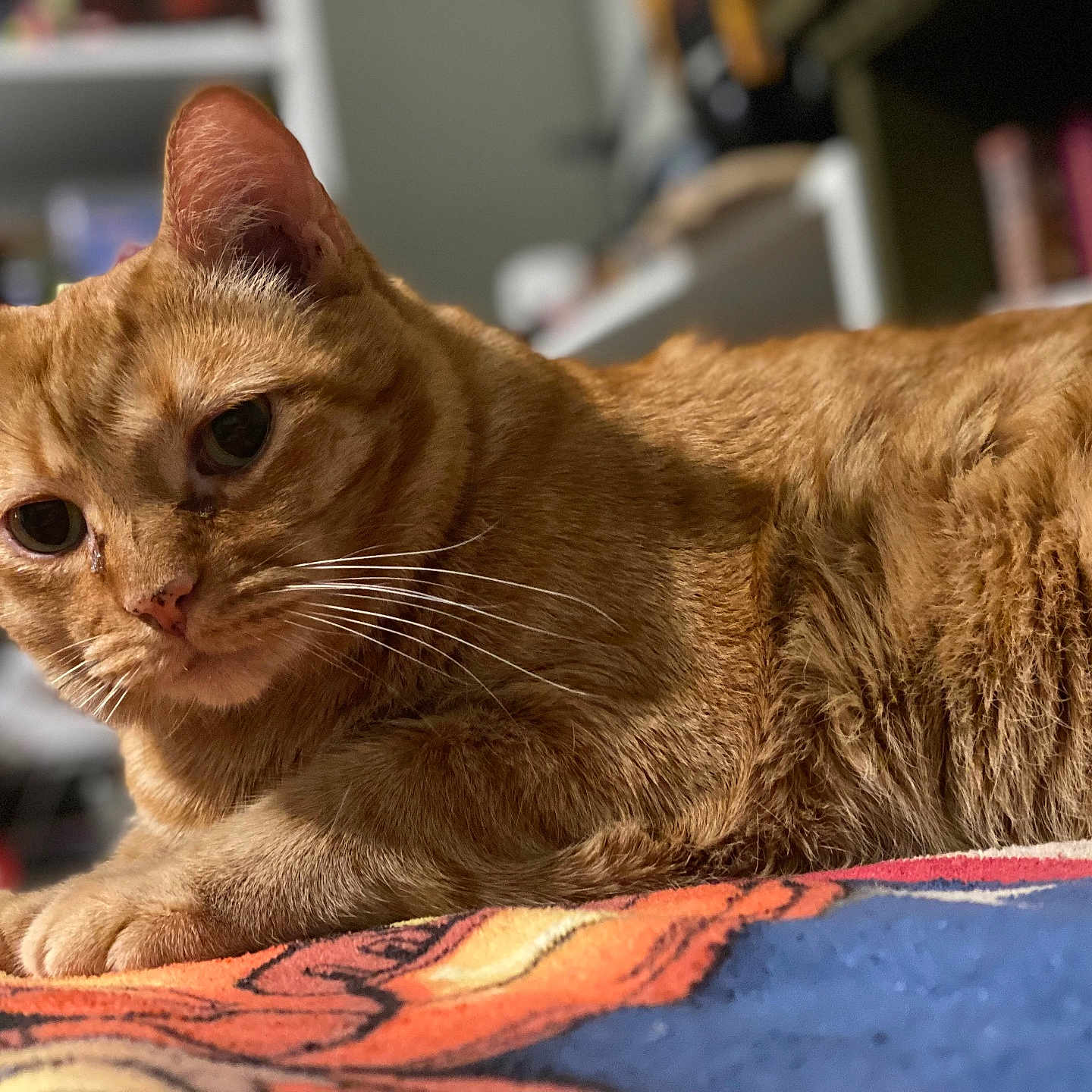 Ozzie joined the competition — help win amazing prizes! cat, ginger_cat, feline, pet, animal, whiskers, fur, close_up, indoor, resting, blanket, orange, cute, domestic_cat, portrait, cozy, relaxed, laying_down, soft_focus, curious