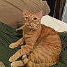 Ozzie is registered to the contest to win money with this photo: cat, orange_tabby, pet, feline, animal, indoor, resting, green_blanket, brown_pillow, whiskers, fur, tail, ears, alert, curious, domestic, close_up, home, relaxed, sitting