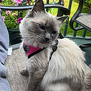 Cindy Lou is registered to the contest to win money with this photo: animal, cat, chair, closeup, cushion, cute, daylight, flowers, fur, furniture, garden, greenery, outdoor, patio, pet, pink_harness, relaxing, siamese_cat, sitting, whiskers