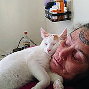 Pudding joined the competition — help win amazing prizes! cat, person, sleeping, white_cat, tattoo, medicine_bottles, shelf, indoor, close_up, resting, face, pink_nose, relaxation, human, pet, fur, comfort, nap, cozy, red_clothing