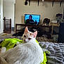 Pudding is registered to the contest to win money with this photo: indoor, cat, white_cat, orange_markings, bed, blanket, television, person_on_tv, table, second_cat, furniture, shelf, stuffed_toys, clock, room, relaxing, household_items, carpet, window, doorway