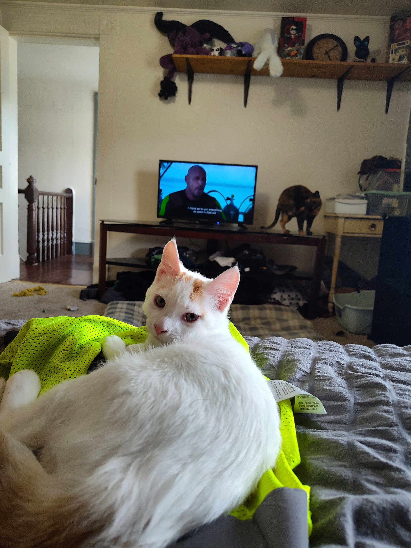 Pudding is registered to the contest to win money with this photo: indoor, cat, white_cat, orange_markings, bed, blanket, television, person_on_tv, table, second_cat, furniture, shelf, stuffed_toys, clock, room, relaxing, household_items, carpet, window, doorway