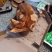 Axel joined the competition — help win amazing prizes! cat, orange_cat, cardboard_box, carpet, slippers, floor, indoor, pet, feline, curled_up, household_items, packaging, brown, orange, animal, cozy, resting, domestic, scratched_box, clutter