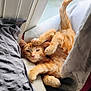 Axel joined the competition — help win amazing prizes! cat, orange_tabby, window, blanket, curtain, indoor, relaxed, pet, feline, cozy, resting, paws, tail, daylight, soft_light, sleepy, fur, domestic_animal, cute, comfort