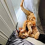 Axel is registered to the contest to win money with this photo: cat, orange_tabby, window, curtains, blanket, sleeping, cozy, indoor, pet, feline, resting, paw, sunlight, relaxation, domestic, cute, fur, nap, home, comfort
