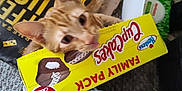 Axel is registered to the contest to win money with this photo: cat, orange_tabby, cupcakes_box, hostess, family_pack, cluttered_floor, bottle, plastic_bottle, bucket, carpet, pet, curious, indoor, food_packaging, snack, beverage, container, household_items, playful, tabby