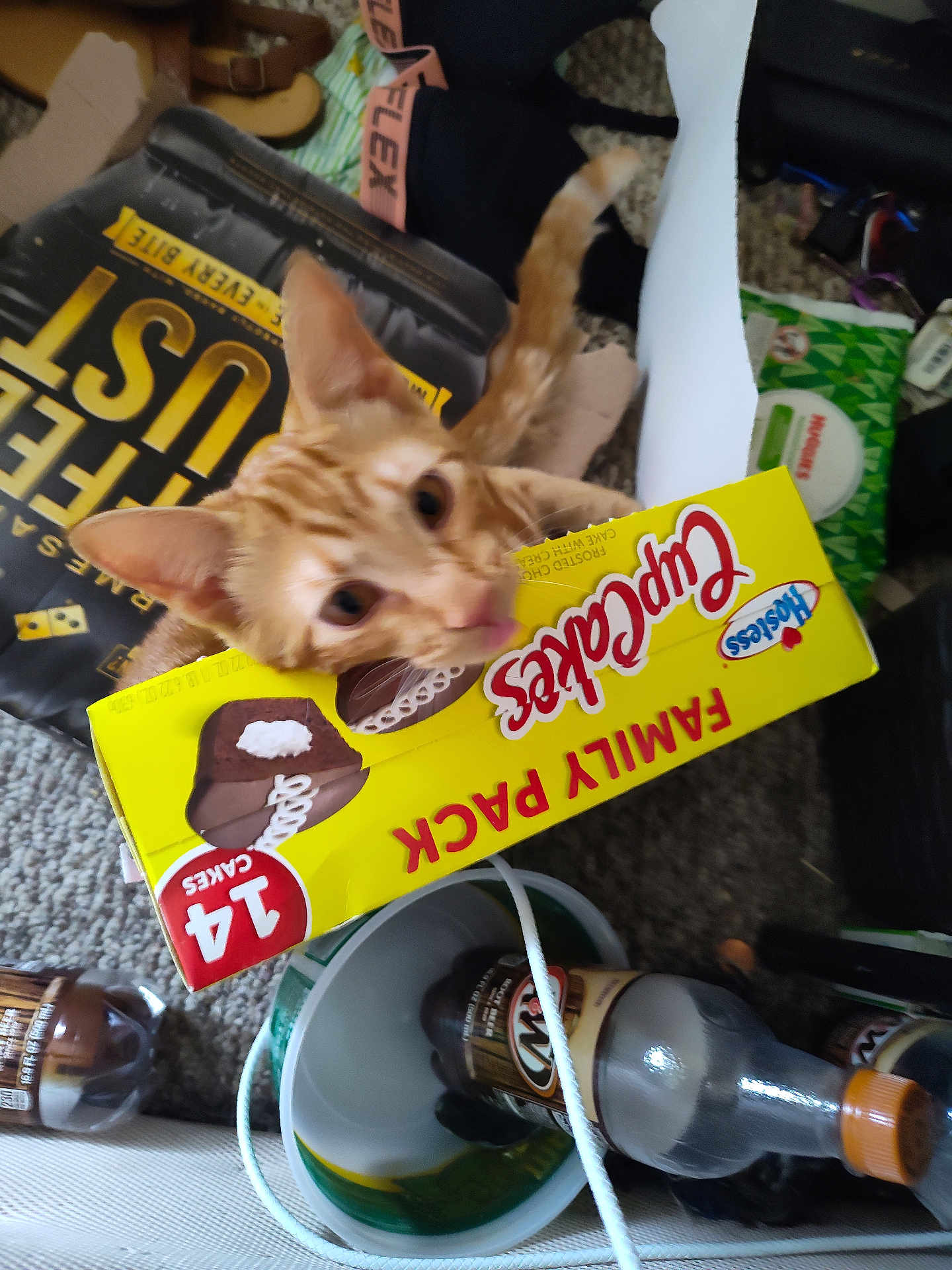 Axel is registered to the contest to win money with this photo: cat, orange_tabby, cupcakes_box, hostess, family_pack, cluttered_floor, bottle, plastic_bottle, bucket, carpet, pet, curious, indoor, food_packaging, snack, beverage, container, household_items, playful, tabby