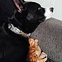 dog, kitten, sleeping, black_dog, orange_kitten, collar, couch, resting, pet, animal, indoor, cozy, fur, closeup, side_view, peaceful, cute, companion, nap, feline