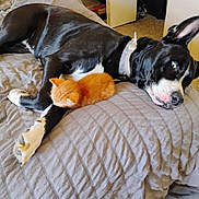 Eleni joined the competition — help win amazing prizes! dog, kitten, bed, blanket, black_and_white_dog, orange_kitten, pet, animal, resting, sleeping, cozy, indoor, fur, collar, paw, cute, snuggling, companion, relaxation, domestic