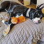 dog, kitten, bed, blanket, black_and_white_dog, orange_kitten, pet, animal, resting, sleeping, cozy, indoor, fur, collar, paw, cute, snuggling, companion, relaxation, domestic