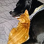 dog, cat, sleeping, snuggling, black_dog, orange_cat, bed, blanket, pet, animal, fur, collar, closeup, domestic_animals, resting, cute, companionship, indoor, cozy, friendship