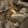 Stoney joined the competition — help win amazing prizes! cat, kitten, tabby, sleeping, cozy, blanket, fur, paw, cute, pet, animal, resting, indoor, soft, warm, relaxed, feline, comfort, snuggling, closeup