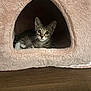Stoney joined the competition — help win amazing prizes! kitten, tabby, cat, pet_cave, cozy, indoor, wooden_floor, curious, cute, animal, feline, resting, soft_texture, small, whiskers, ears, paws, young, domestic, comfort