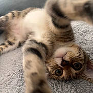 Stoney is registered to the contest to win money with this photo: cat, kitten, tabby, paw, feline, pet, indoor, blanket, texture, closeup, playful, cute, whiskers, fur, animal, lying_down, reaching, curious, young, soft