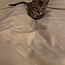 kitten, tabby, cat, pet, animal, cute, curious, indoor, blanket, white, fur, ears, eyes, bed, cozy, small, young, resting, soft, domestic