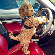 Winston is registered to the contest to win money with this photo: puppy, dog, car, steering_wheel, red_leather_seat, sunlight, pet, cute, fluffy, fur, animal, indoor, vehicle, window, dashboard, seat, young_dog, brown_fur, playful, harness