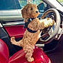 animal, brown_fur, car, cute, dashboard, dog, fluffy, fur, harness, indoor, pet, playful, puppy, red_leather_seat, seat, steering_wheel, sunlight, vehicle, window, young_dog