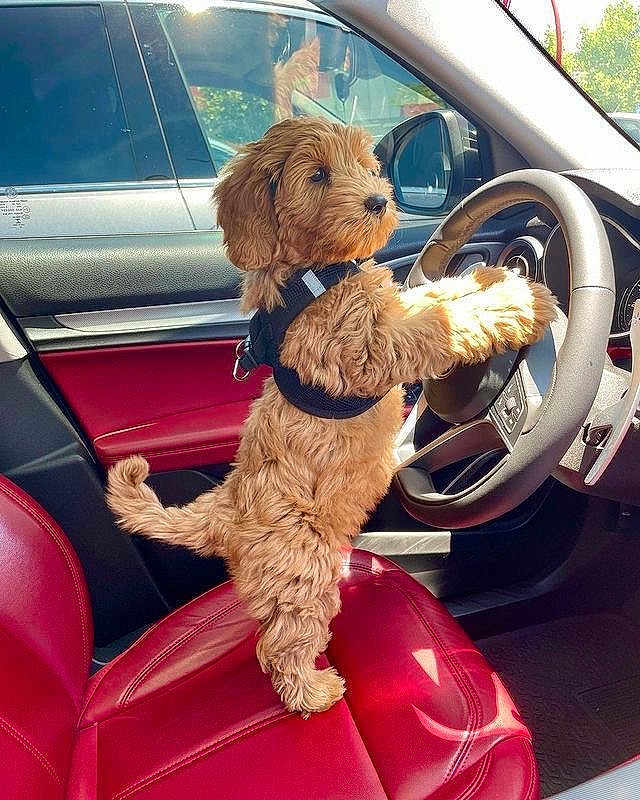 Winston