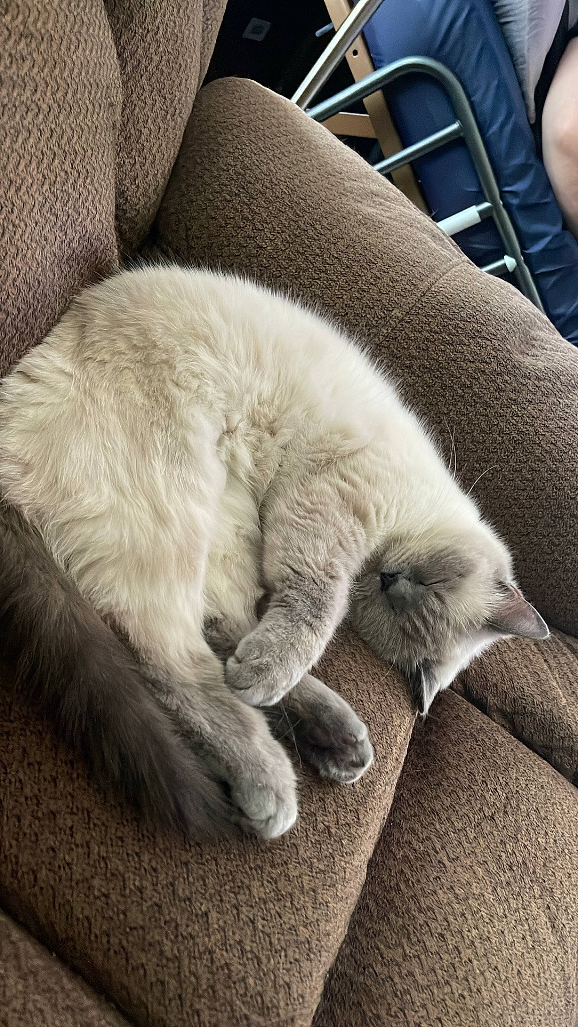 Onion is registered to the contest to win money with this photo: carnivore, cat, claw, comfort, domestic_short_haired_cat, felidae, flooring, fur, grey, human_leg, mammal, nap, paw, sleep, small_to_medium_sized_cats, snout, sporting_group, tail, terrestrial_animal, whiskers