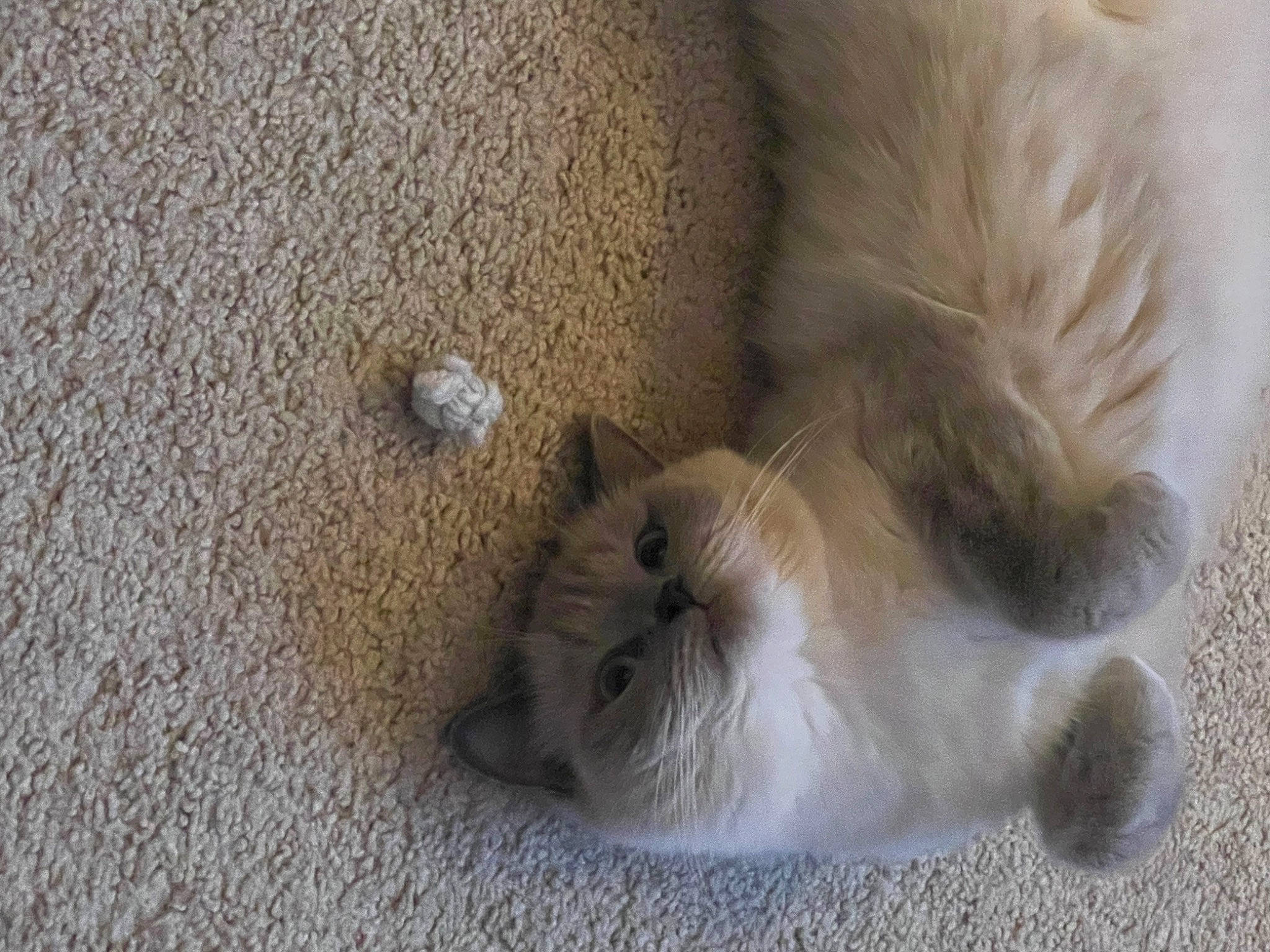 Onion joined the competition — help win amazing prizes! canidae, carnivore, cat, claw, companion_dog, dog_breed, fawn, felidae, flooring, fur, paw, ragdoll, sand, small_to_medium_sized_cats, snout, sporting_group, tail, terrestrial_animal, whiskers, wood