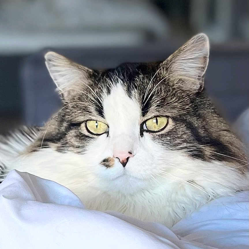 Charly participe au concours pour gagner de l'argent avec cette photo : abyssinian, angora, animal, blanket, brasssection, cat, cushion, face, head, homedecor, indoors, kitten, manx, person, pet, photography, portrait, sleeping, snout, white