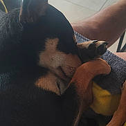 Willow participe au concours pour gagner de l'argent avec cette photo : animal, black_fur, blanket, brown_fur, canine, close_up, comfort, cozy, dog, ears, fur, human_leg, indoor, nail, paw, pet, relaxing, resting, sleeping, snout