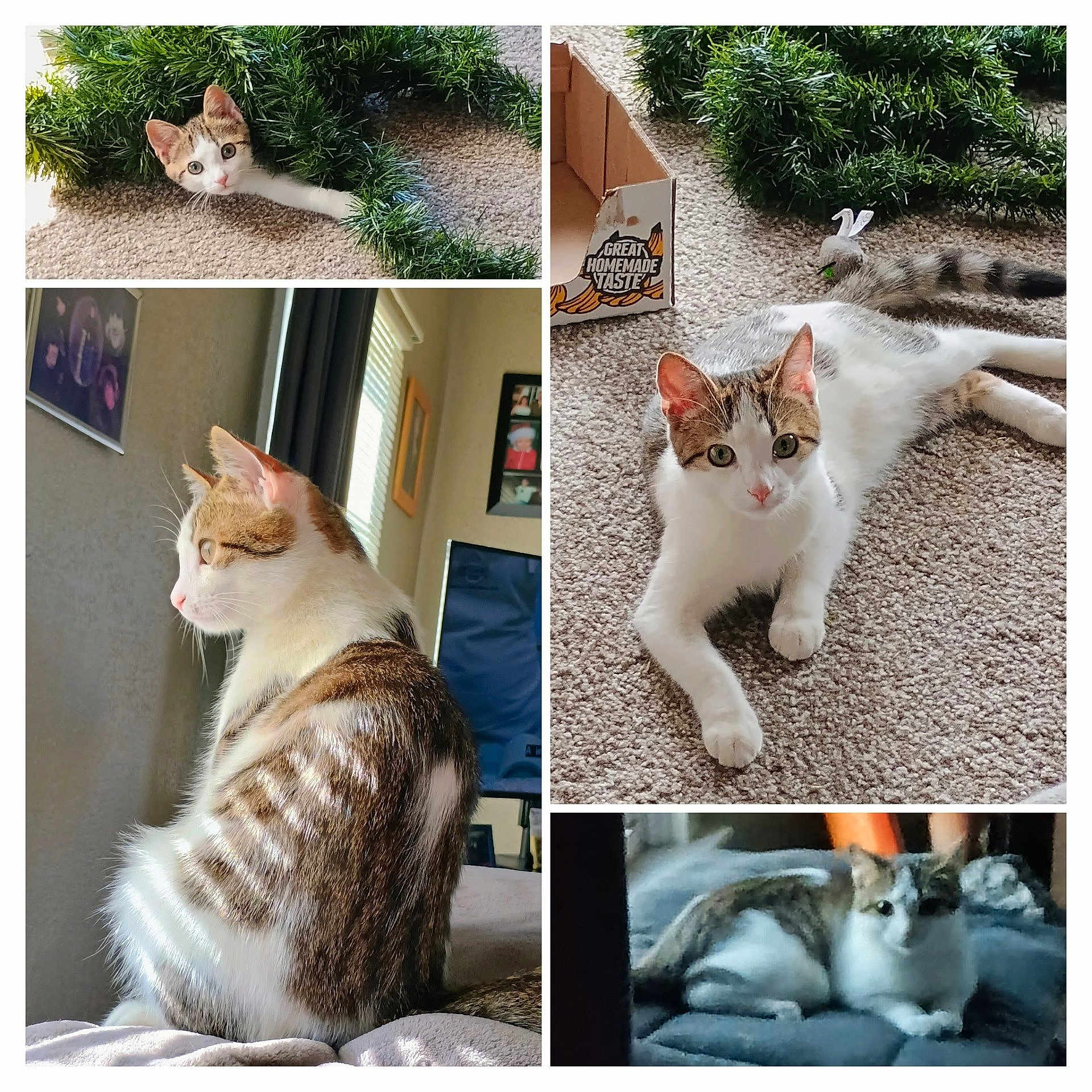Pepper Riley is registered to the contest to win money with this photo: cat, tabby_cat, white_cat, wreath, carpet, toy_mouse, box, window, curtains, couch, blanket, indoor, pet, animal, fur, whiskers, ears, relaxed, curious, collage