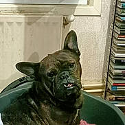 Princesse a rejoint le concours — aidez-le/la à gagner de superbes lots ! bulldog, canidae, carnivore, companion_dog, dog, dog_breed, fawn, french_bulldog, mammal, molosser, non_sporting_group, snout, vertebrate, whiskers