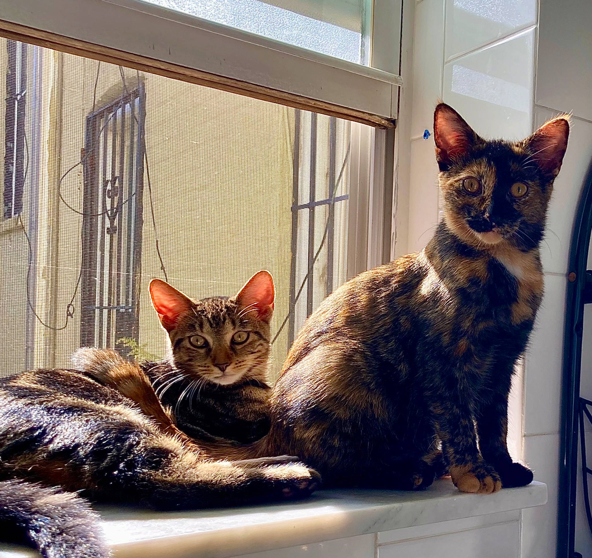 Moira N Milo joined the competition — help win amazing prizes! art, carnivore, cat, cat_supply, comfort, domestic_short_haired_cat, fawn, felidae, fur, metal, paw, pet_supply, rectangle, sitting, small_to_medium_sized_cats, snout, tail, vertebrate, whiskers, window