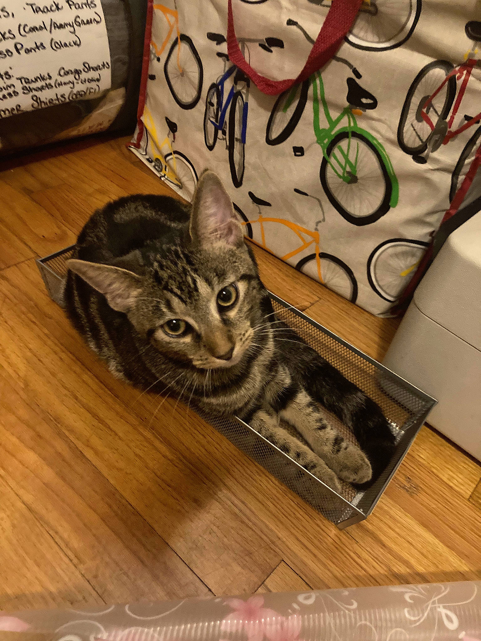 Mylo joined the competition — help win amazing prizes! art, carnivore, cat, domestic_short_haired_cat, drawing, felidae, flooring, font, fur, hardwood, illustration, mammal, metal, small_to_medium_sized_cats, tail, toy, vertebrate, visual_arts, whiskers, wood