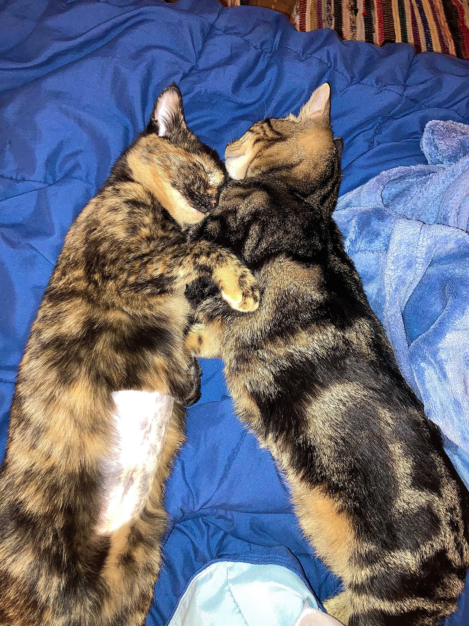 Mylo joined the competition — help win amazing prizes! bedding, carnivore, cat, claw, comfort, dog_breed, domestic_short_haired_cat, felidae, fur, linens, nap, paw, sleep, small_to_medium_sized_cats, tail, whiskers