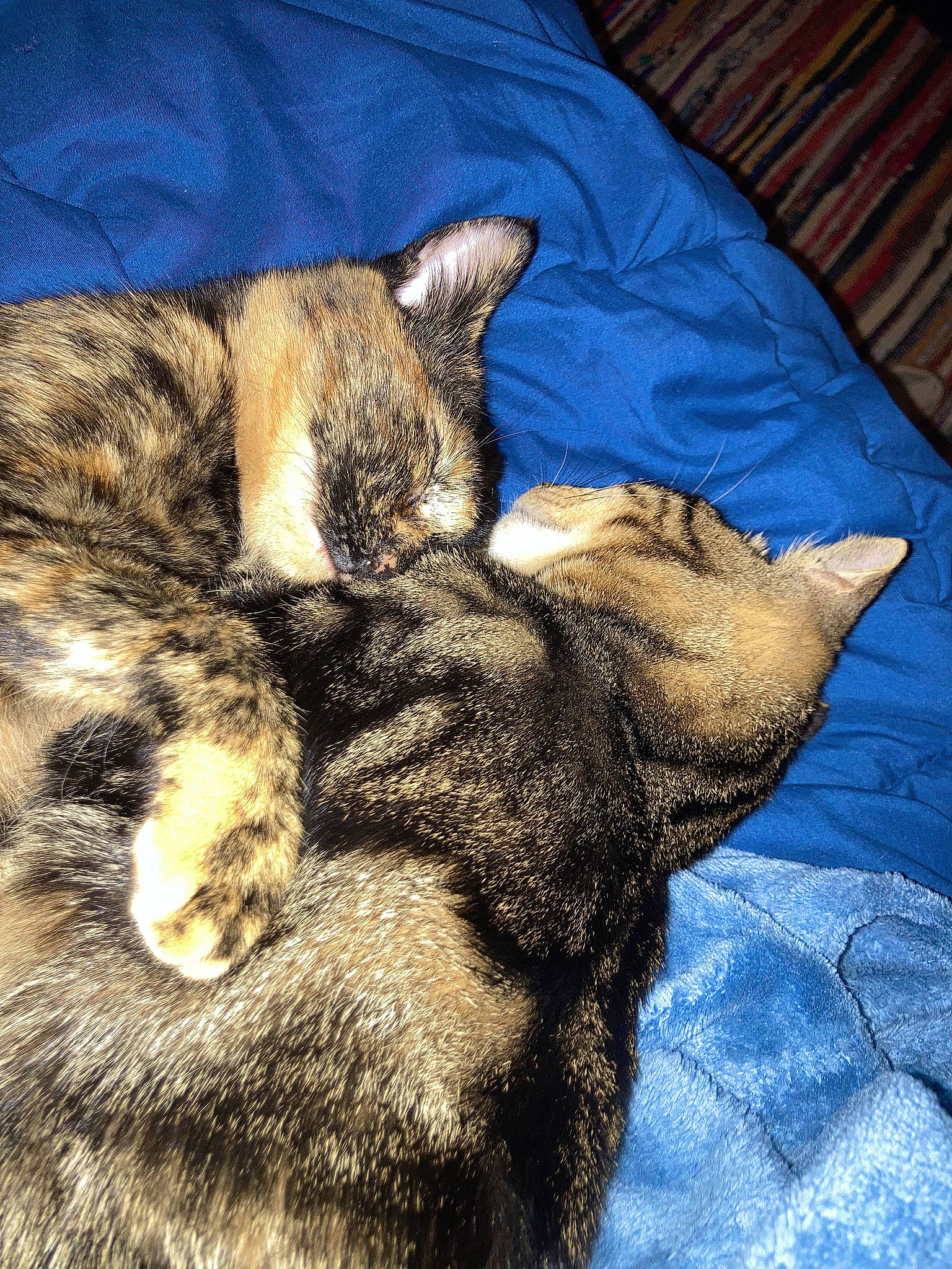 Mylo joined the competition — help win amazing prizes! carnivore, cat, claw, comfort, domestic_short_haired_cat, fawn, felidae, fur, gesture, human_leg, nap, paw, small_to_medium_sized_cats, snout, tail, terrestrial_animal, whiskers, wildlife