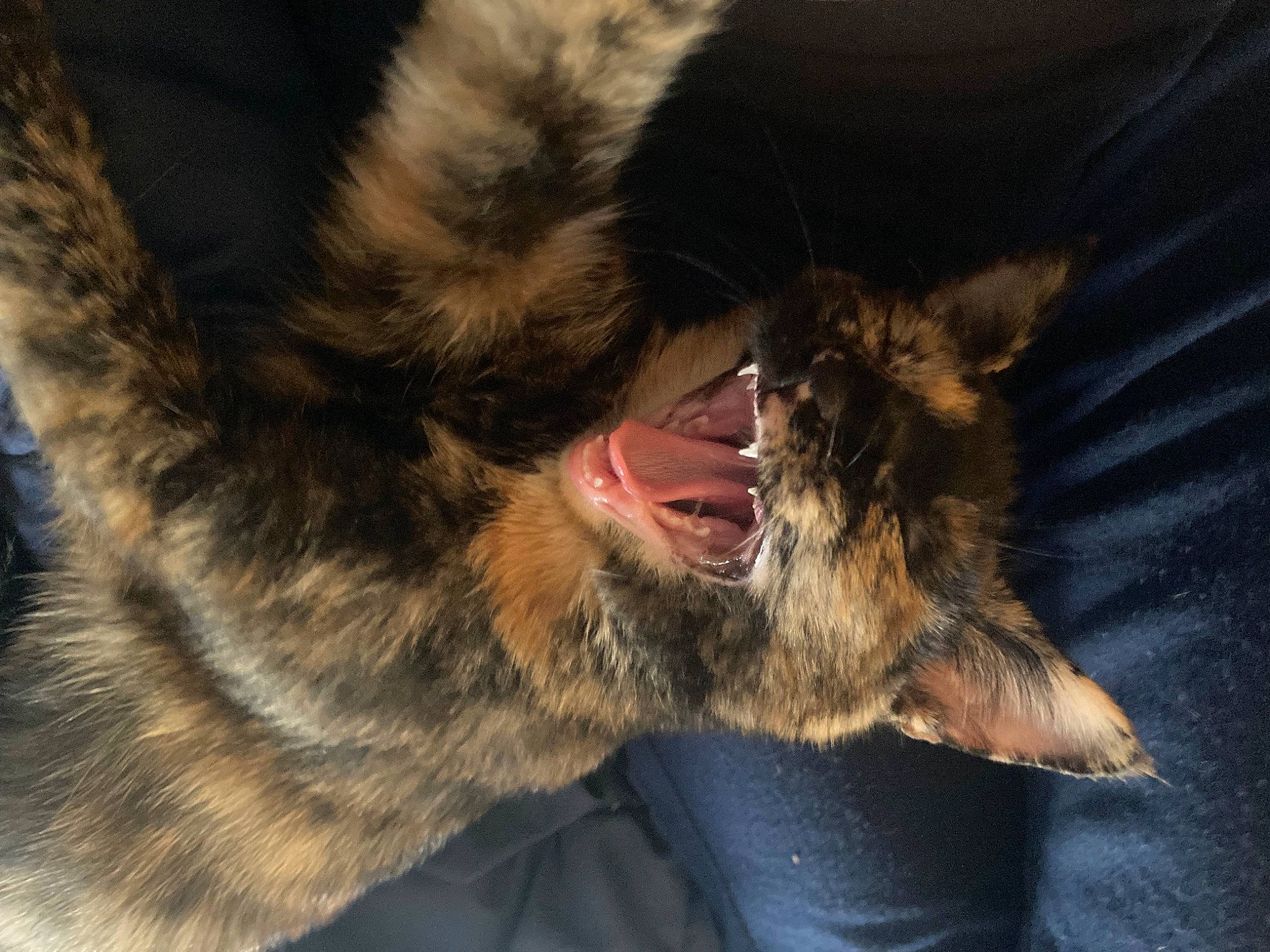 Myra is registered to the contest to win money with this photo: bat, canidae, carnivore, cat, claw, dog_breed, domestic_short_haired_cat, ear, fang, felidae, foot, fur, paw, small_to_medium_sized_cats, snout, sporting_group, terrestrial_animal, tooth, whiskers, yawn